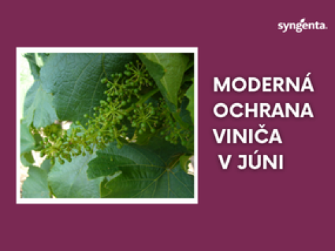 ochrana vininca v juni