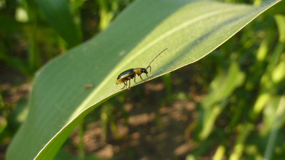 Kukuričiar syngenta 