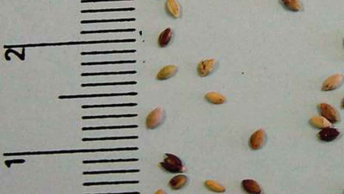 ber_zeleny syngenta 