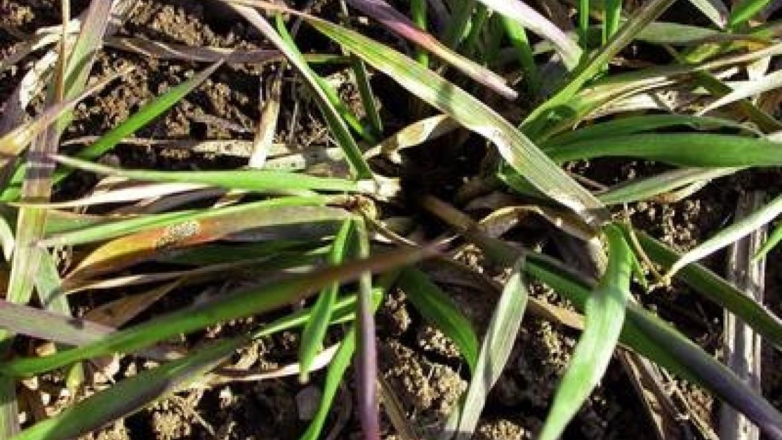 branicnatka_psenicna syngenta 