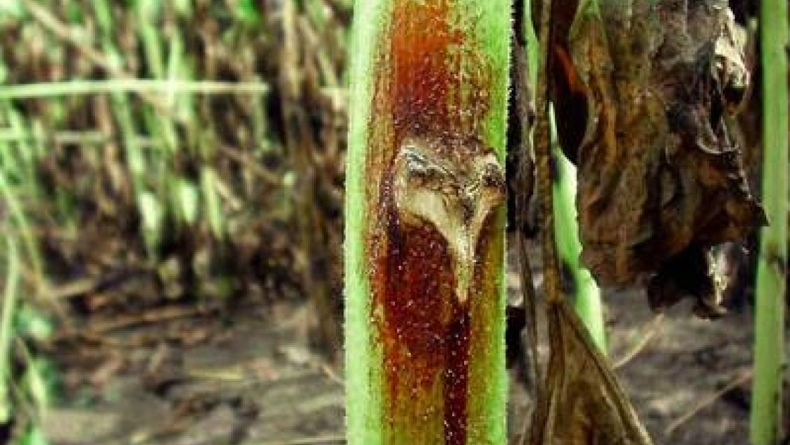 cervenohneda_skvrnitost_slunecnice syngenta 