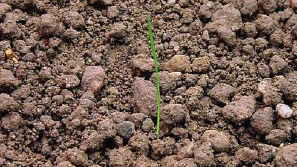chundelka_metlice syngenta 