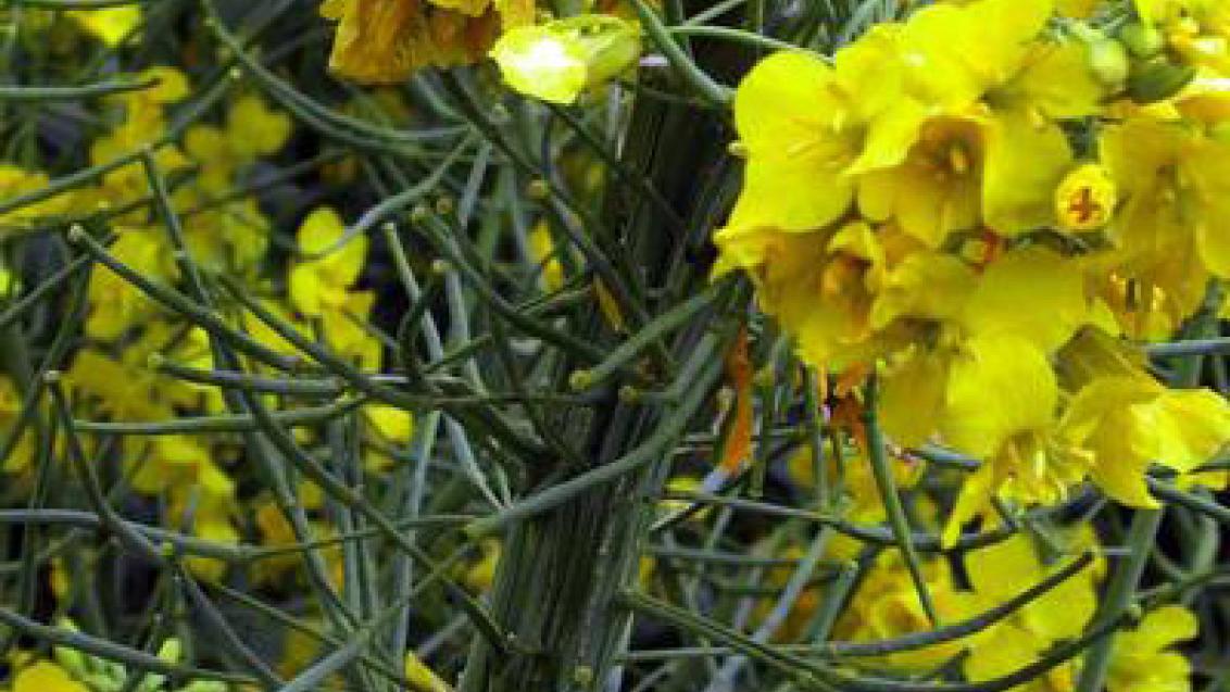 fytoplazmy syngenta 