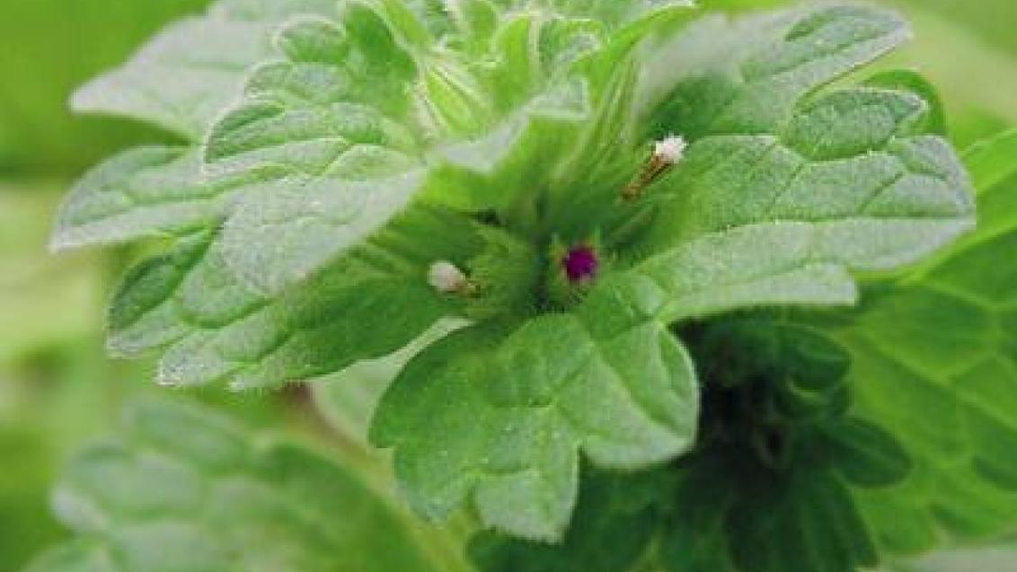 hluchavka objimava syngenta