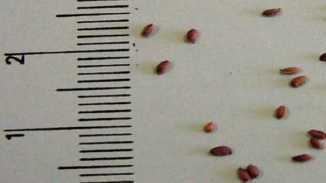 kakost_malicky syngenta 