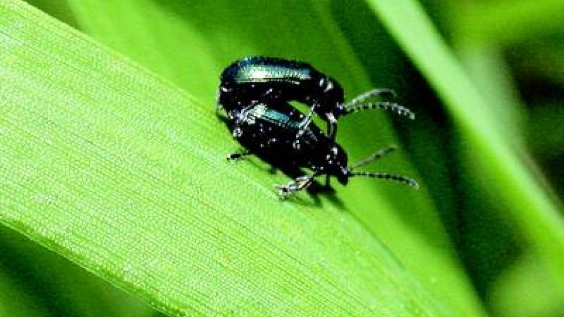 kohoutci syngenta 