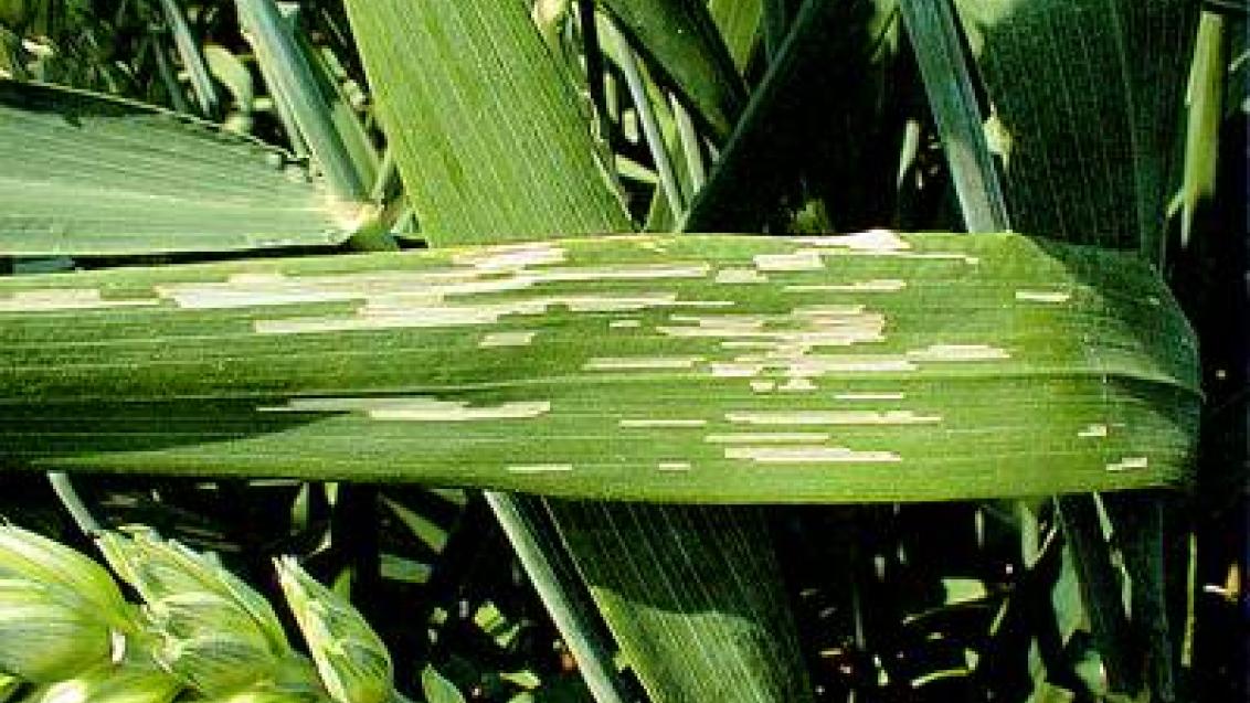 kohoutci syngenta 