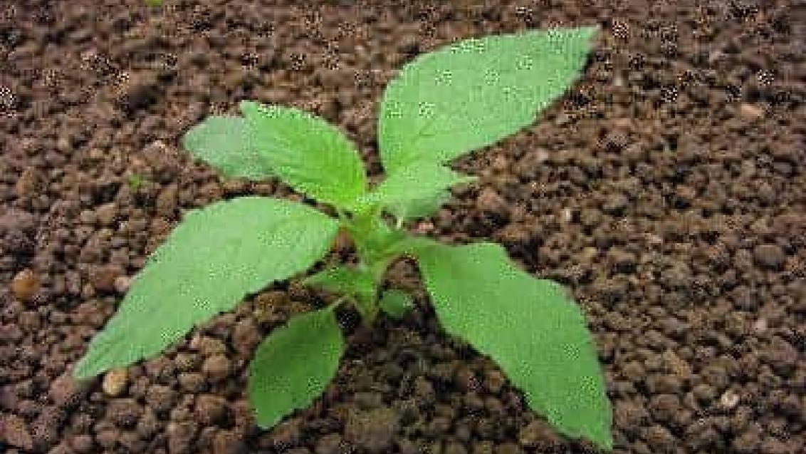 konopice_polni  syngenta 