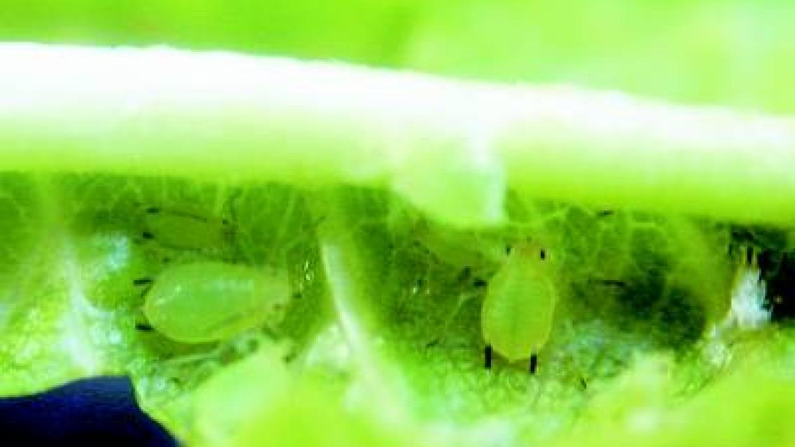 kyjatka hrachova syngenta 