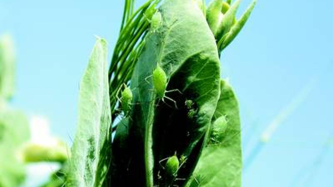 kyjatka hrachova syngenta 