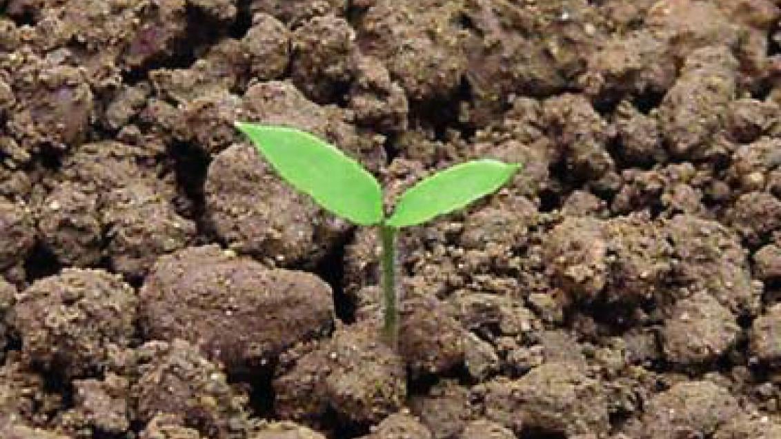 lilek_cerny syngenta 