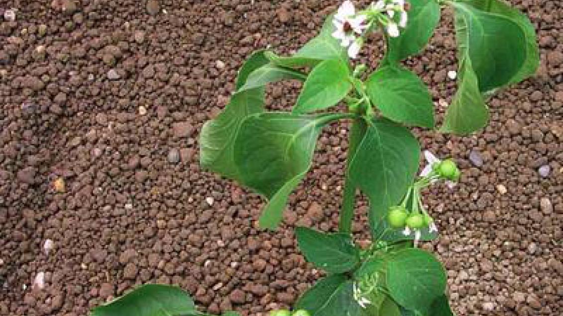 lilek_cerny syngenta 