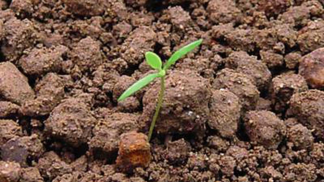 mak_vlci syngenta 