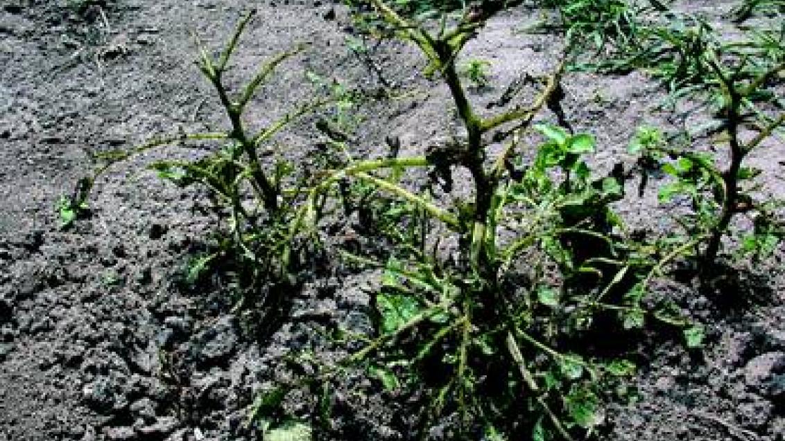 mandelinka bramborova syngenta
