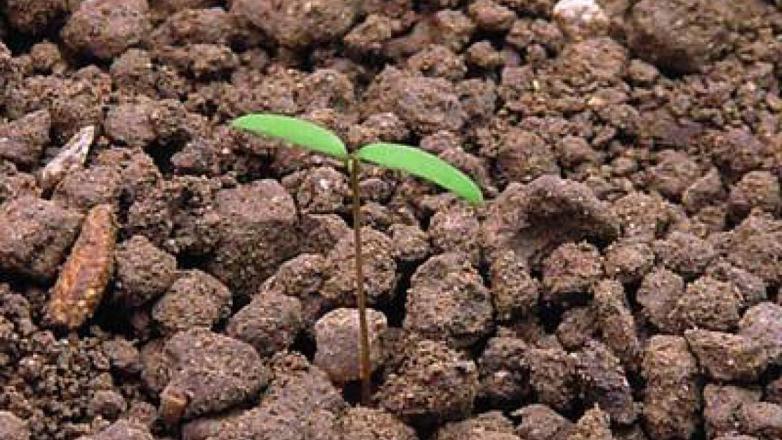 merlik_bily syngenta 