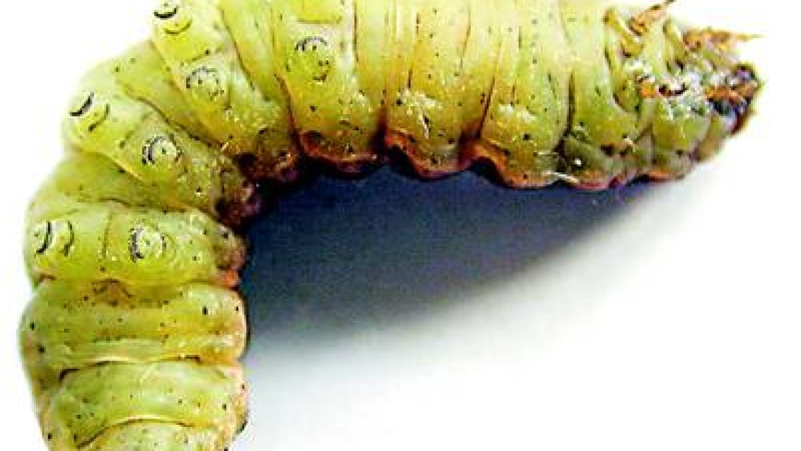 osenice polni syngenta 