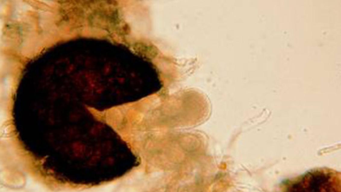 padli_repne syngenta 