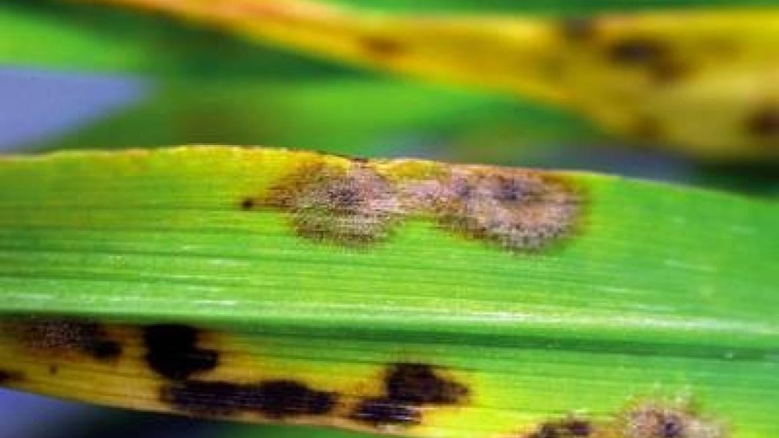 padli_travni syngenta 