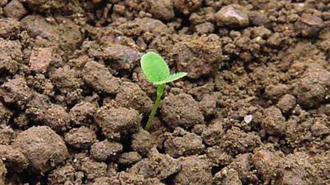 pomnenka_rolni syngenta 