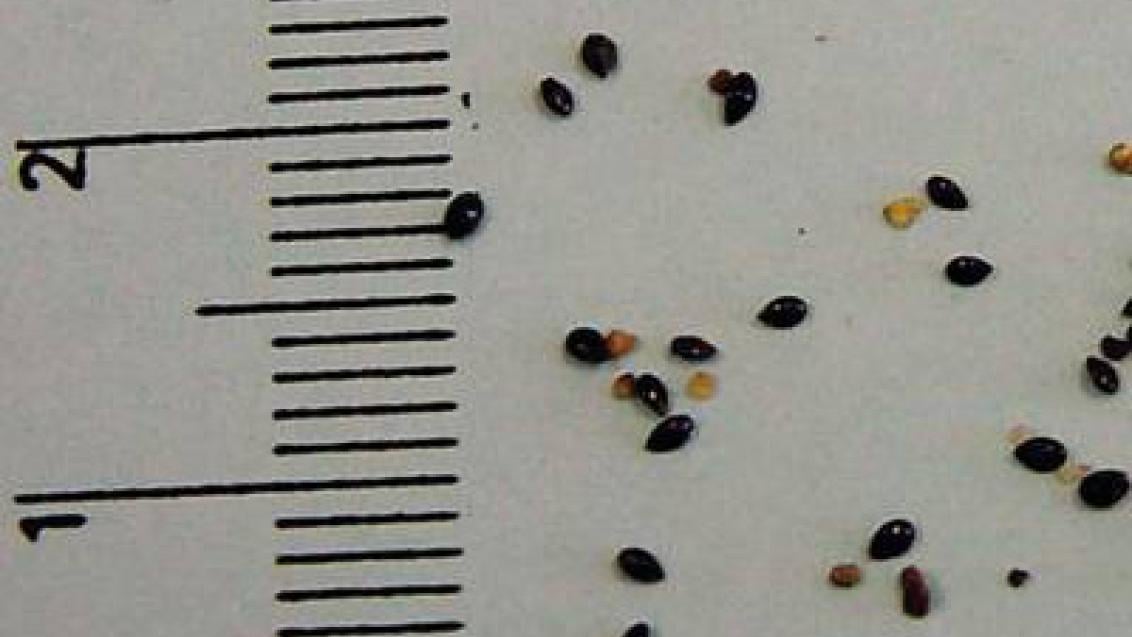 pomnenka_rolni syngenta 