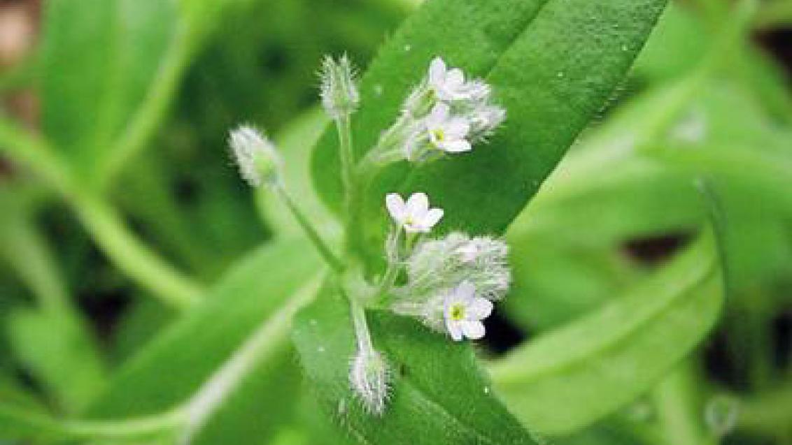 pomnenka_rolni syngenta 