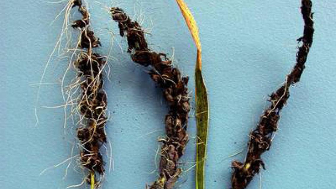 prasna_snet_jecna syngenta 