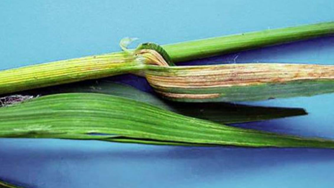 pruhovitost_jecmene syngenta 