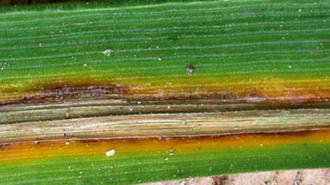 pruhovitost_jecmene syngenta 