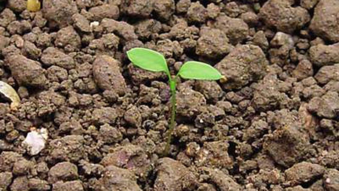 ptacinec_prostredni syngenta 