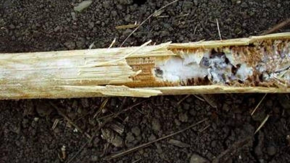 sklerotiniova_hniloba syngenta 
