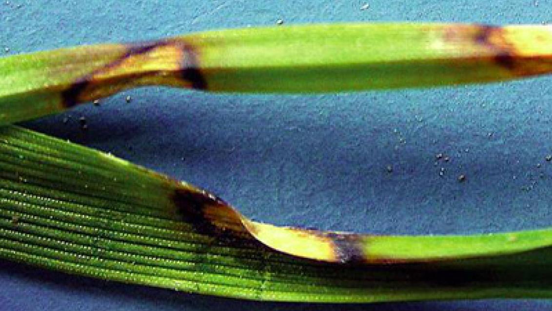 snezna_plisnovitost_obilnin syngenta 