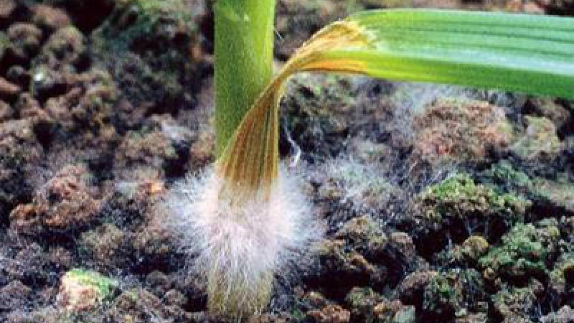 snezna_plisnovitost_obilnin syngenta 