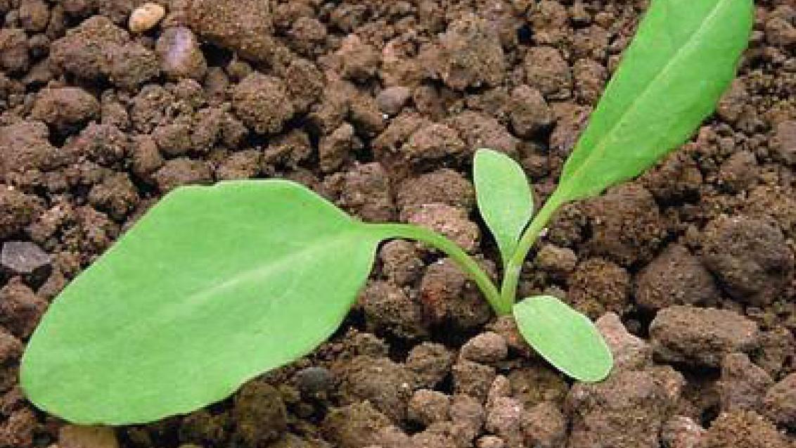 stovik_kaderavy syngenta 