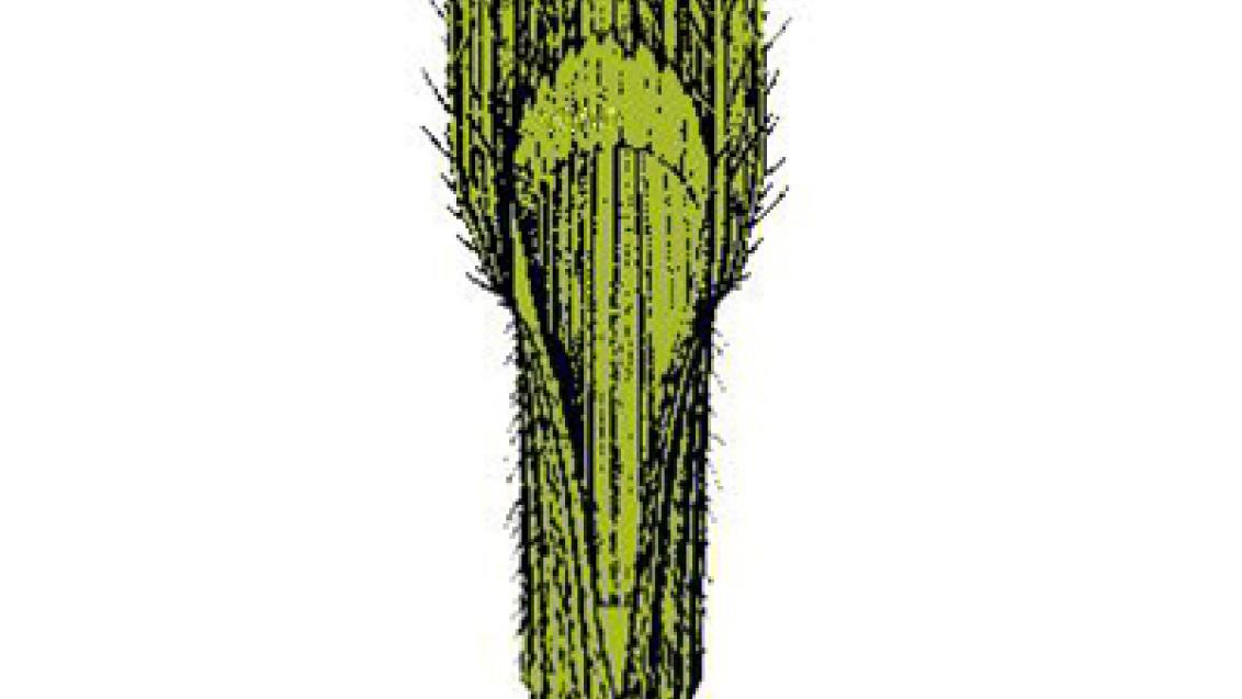 sverep_mekky syngenta 