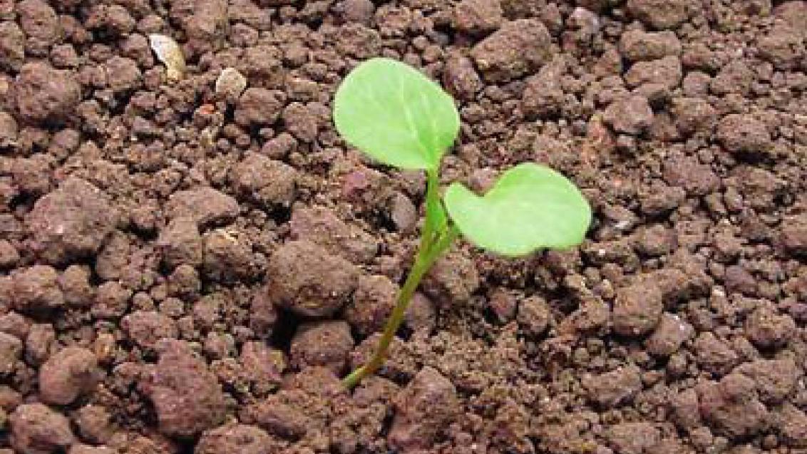 svlacec_rolni syngenta 