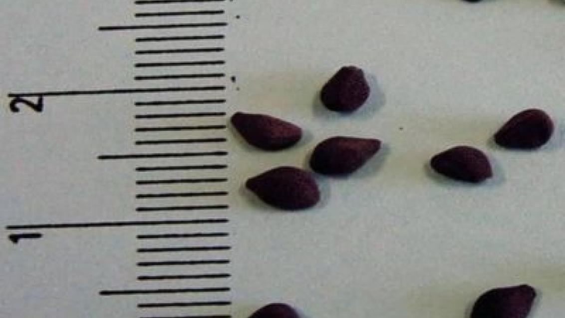 svlacec_rolni syngenta 