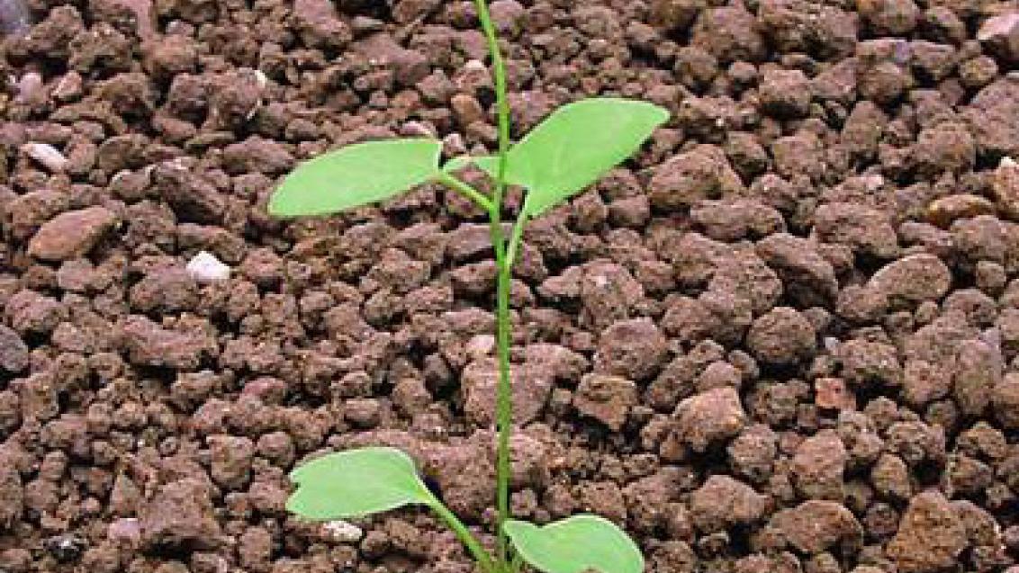 svlacec_rolni syngenta 