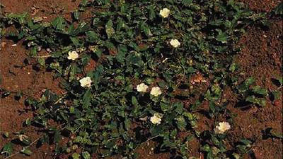 svlacec_rolni syngenta 