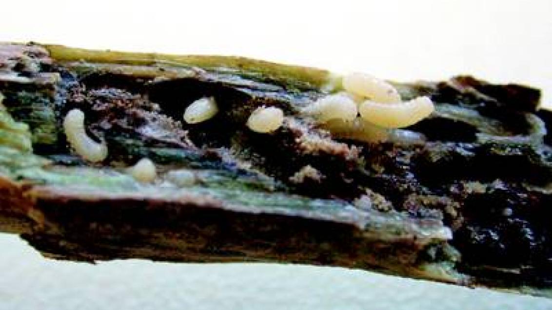 zlabatka stonkova syngenta 