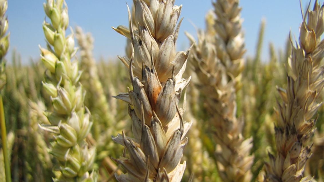 Fusarium pšenice Syngenta