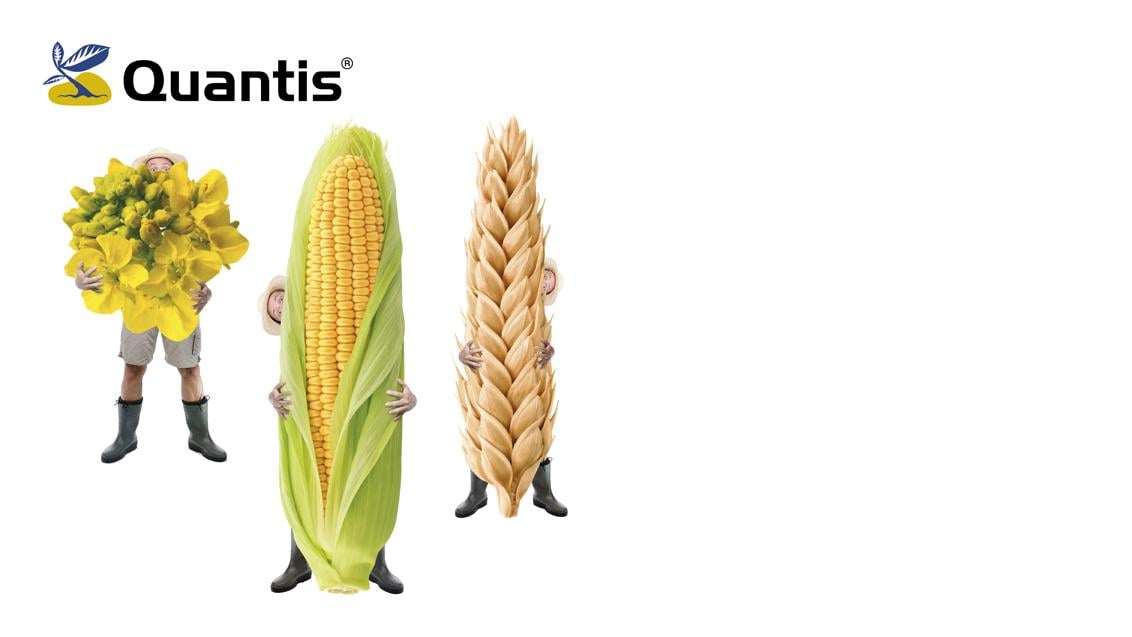 syngenta_sk_inz_quantis_1132x637_px