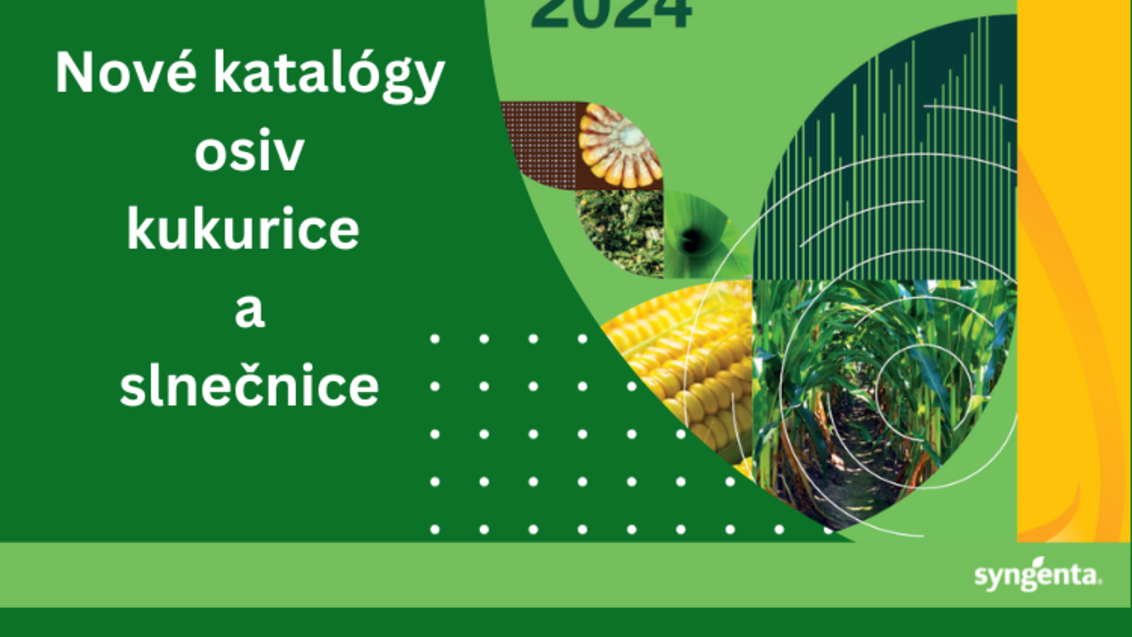 Katalog osiv kukurice a slnečnice Syngenta 2024