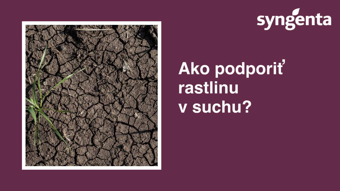 sk-sucho.png