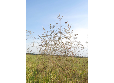 Metlička obyčajná Buriny | Syngenta