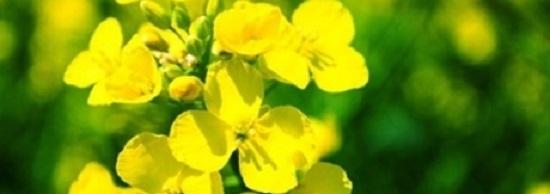 rapeseed syngenta 