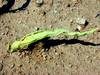 Poškozená mladá kukuřice larvami bzunky ječné