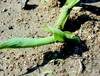 Poškozená mladá kukuřice larvami bzunky ječné