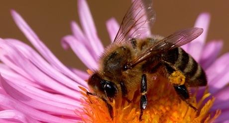bee syngenta 