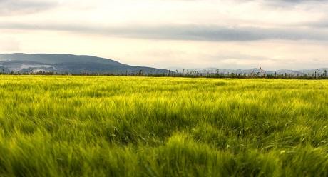 weather syngenta 