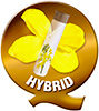 hybrid syngenta 